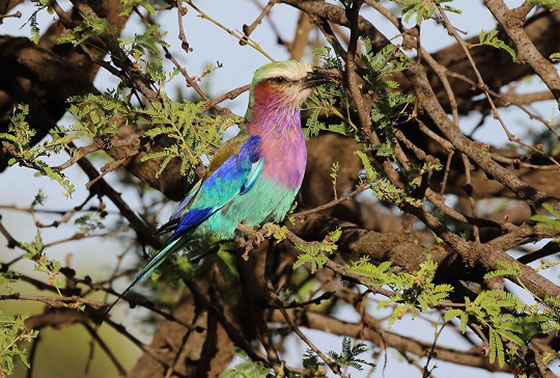 ライラックニシブッポウソウ